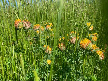 Green roof wildflower mix from ABG Geosynthetics