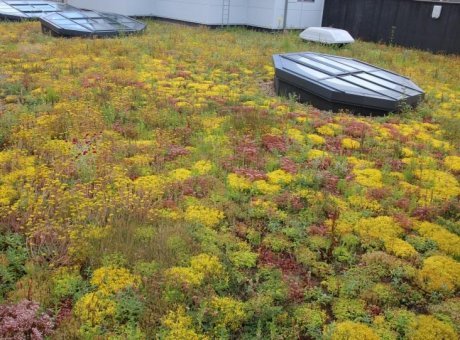 Finished ABG blue roof with an extensive green roof sedum surface