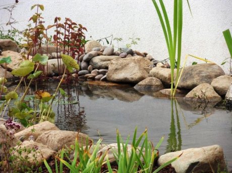 Wildlife pond planted with native marginal plants